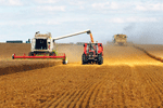 Grain and sugar prices surged in July. (Photo: Olivier Thuillier/FAO)